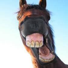 Funny Animals Wallpapers: Funny Horse Faces