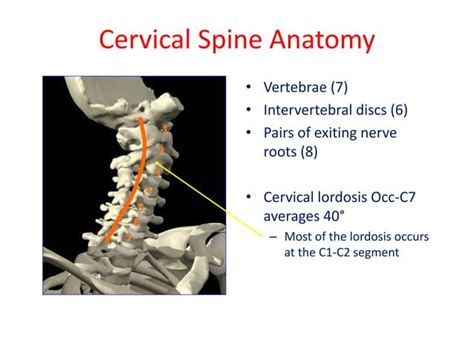 Anatomy of cervical spine | PPT | Free Download