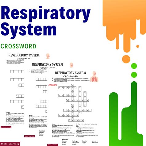 Respiratory System Matching Worksheet A Match Made In Lungs