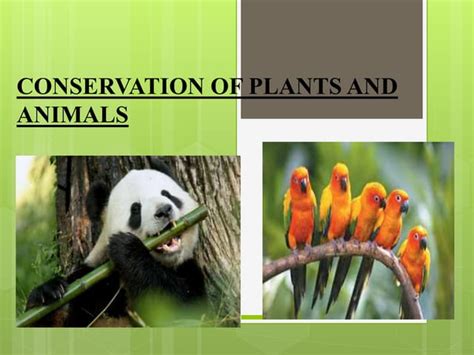 Conservation Of Plants And Animals