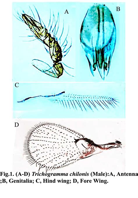A D Trichogramma Chilonis Male A Antenna B Genitalia C Hind Download Scientific