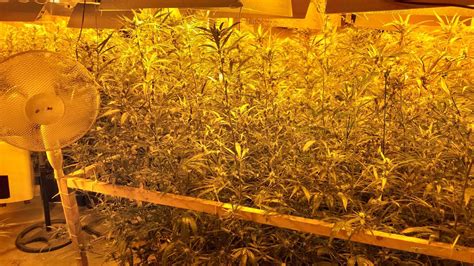 Cau Al Catllar Un Grup Serbi Dedicat Al Cultiu De Marihuana