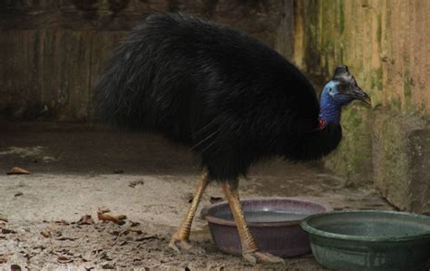 Burung Kasuari Ciri Ciri Jenis Makanan Dan Cara Berkembang Biak