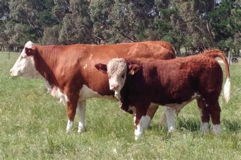 Lakeside Stud Cattle