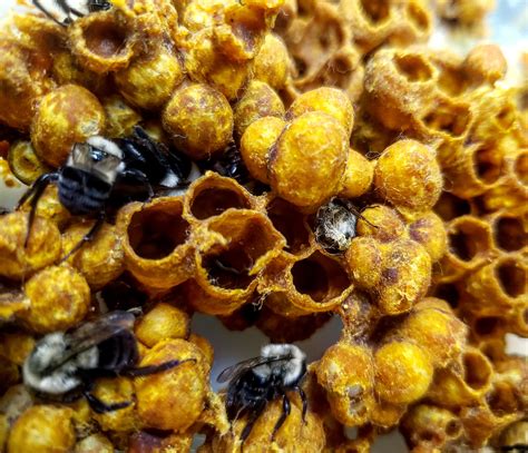 Inside a bumblebee hive (Bombus impatiens). : r/InsectArchitecture