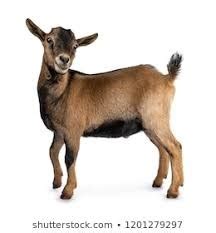 Goat Anatomy Diagram | Quizlet