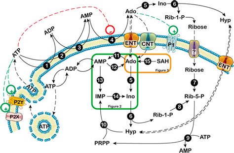 Frontiers Metabolic Aspects Of Adenosine Functions In The Brain