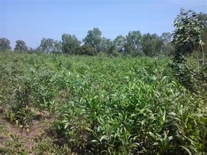 Agricultural Land Farm Land For Sale In Bhadravathi Shimoga Acre