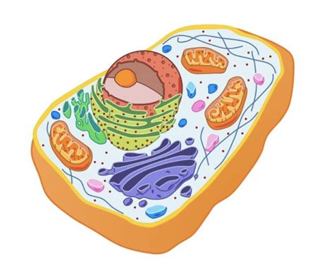 eukaryotes diagram quizlet