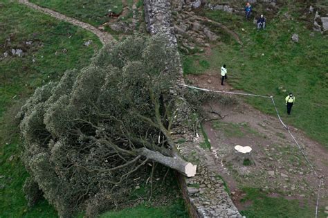 ‘Robin Hood: Prince of Thieves' Tree Illegally Chopped Down