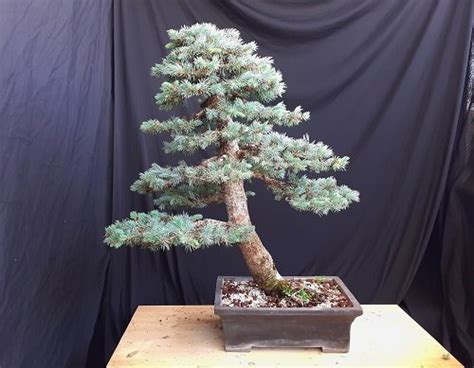 24 Best Blue Spruce Bonsai Pictures | Balcony Garden Web