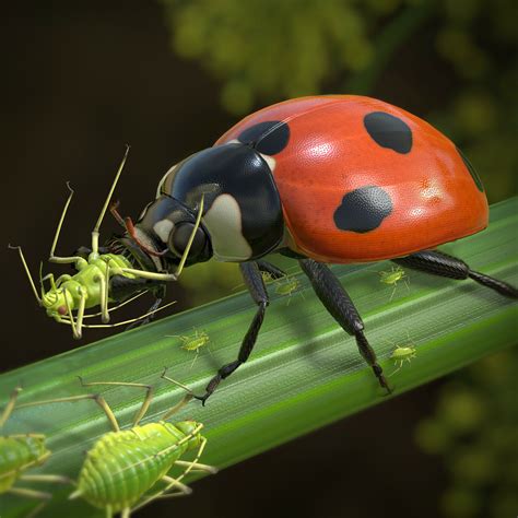 Ladybug Eating Aphids