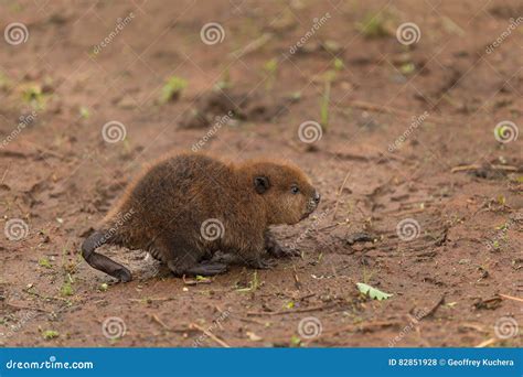 North American Beaver Kit Castor Canadensis Walks Right With C Stock