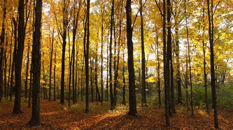 Oakwoods Metropark Nature Center Huron Clinton Metroparks