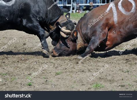 A Fighting Cow Is Beaten To The Ground In The Raron Cow Fighting ...