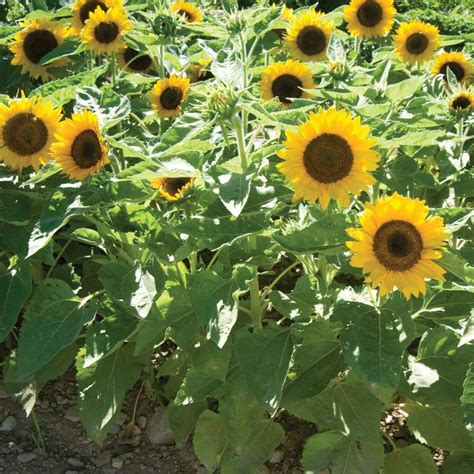 Big Smile Sunflower Seed Johnny S Selected Seeds Dwarf Sunflowers