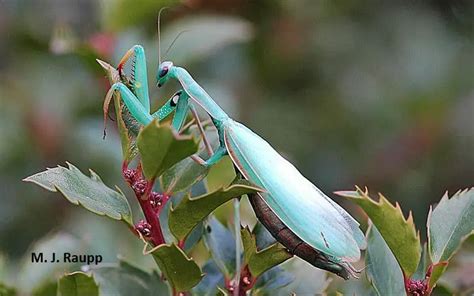 Can praying mantis survive winter?