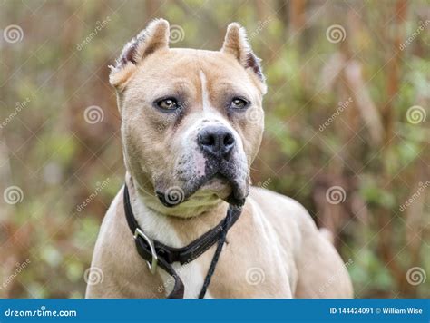 Tan American Pit Bull Terrier Dog With Cropped Ears Stock Image Image