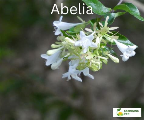 Abelia Plant Care and Growing Guide - Gardening Den