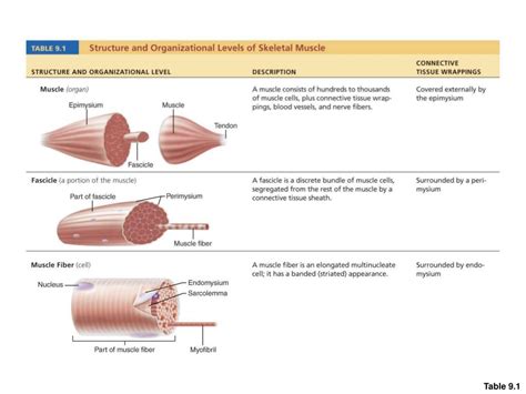 Ppt Three Types Of Muscle Tissue Powerpoint Presentation Free Download Id 2955930