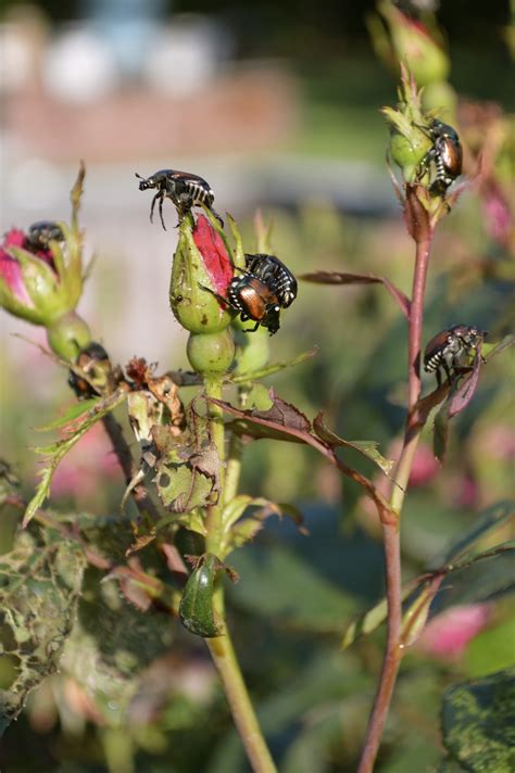 Japanese Beetle Control Archives - Miracle Farms Landscaping NH