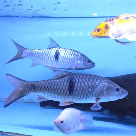 Jual Ikan Hias Ikan Hampala Predator Jumbo Jakarta Barat Mars