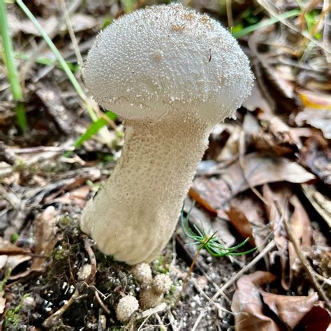 Photo Pestle Puffball Calvatia Excipuliformis Observation Org