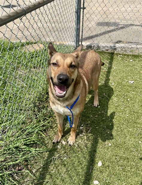 Expansion plans for the pasadena shelter 3