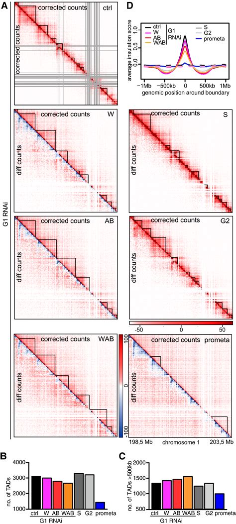 Topologically Associating Domains And Chromatin Loops Depend On Cohesin