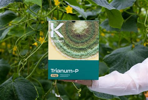 Trianum Effectively Controls Pythium In Cucumber Koppert Global