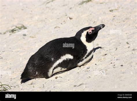 Jackass Penguin Spheniscus Demersus Adult Resting On Beach Boulders