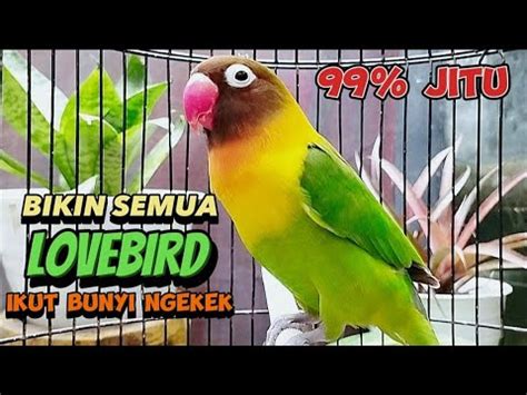 Jitu Bikin Semua Lovebird Ngekek Suara Burung Lb Memanggil Lawan