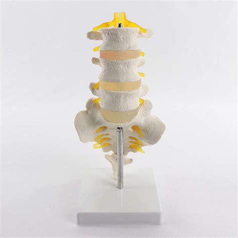 Buy Anatomical Model Of Lumbar Spine Model Of Skeletal Anatomy