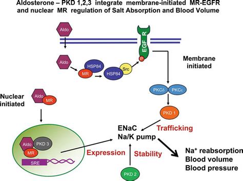 Aldosterone Regulation Of Protein Kinase Signaling Pathways And Renal