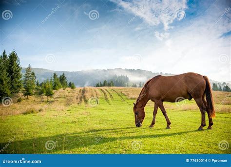 Horse grazing in a pasture stock photo. Image of hill - 77630014