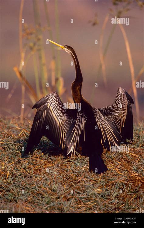 Indian Darter Or Snakebird Anhinga Melanogaster Drying Wings