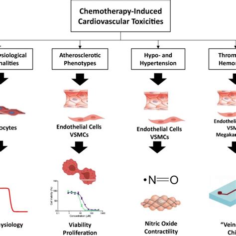 Schematic Of The Cardiotoxic Side Effects Of The Different