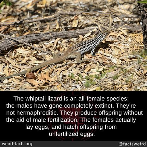 Weird Facts, The whiptail lizard is an all-female species; the...