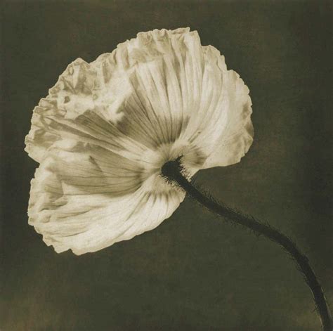 Robert Mapplethorpe Flowers At 1stdibs