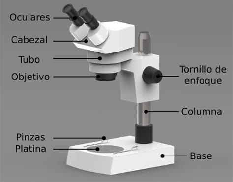 Microscopio E Suas Partes