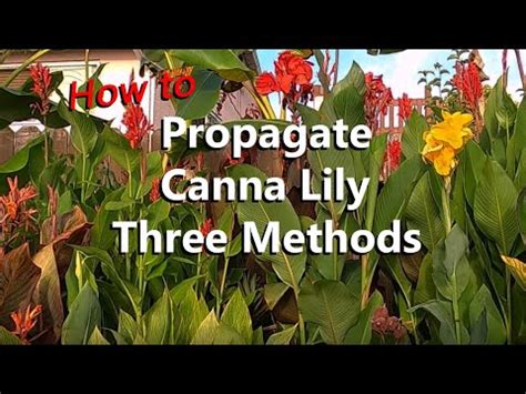 How To Propagate Canna Lily Ways By Separating Offshoots Rhizome