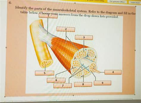 Solved Identify The Parts Of The Musculoskeletal System Chegg