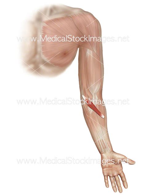 Pronator Teres Muscle – Medical Stock Images Company