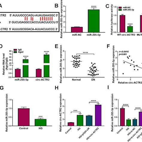 Circ ACTR2 Exhibited The Sponge Function Of MiR 205 5p A Starbase V2 0