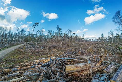 deforestation stock  images  backgrounds