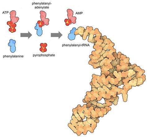 Pdb 101 Learn Exploring The Structural Biology Of Bioenergy