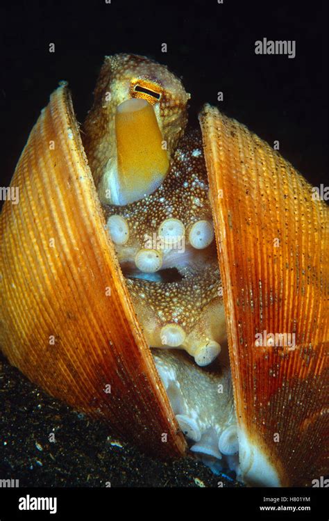 Veined Octopus (Octopus marginatus) in bi-valve shell, Indonesia Stock ...