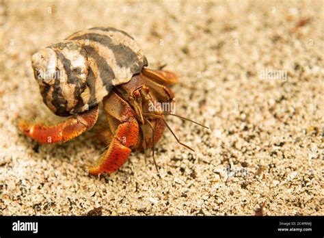 Giant Hermit Crab Petrochirus Diogenes Half Moon Caye Lighthouse