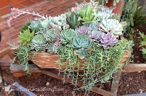 How To Take Care Of Succulent Plants The Complete Care Guide Plant Care Planting Succulents