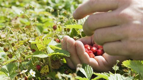 Walderdbeeren Pflanzen Pflege Und Tipps Mein Schöner Garten